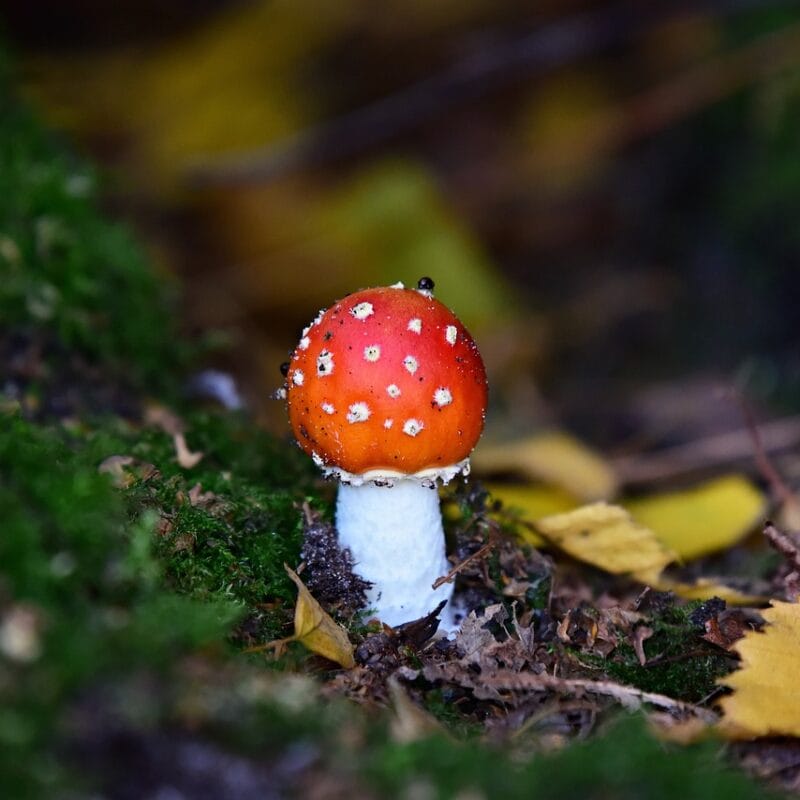 buy LSD online in Canada | Shroom Delivery Canada