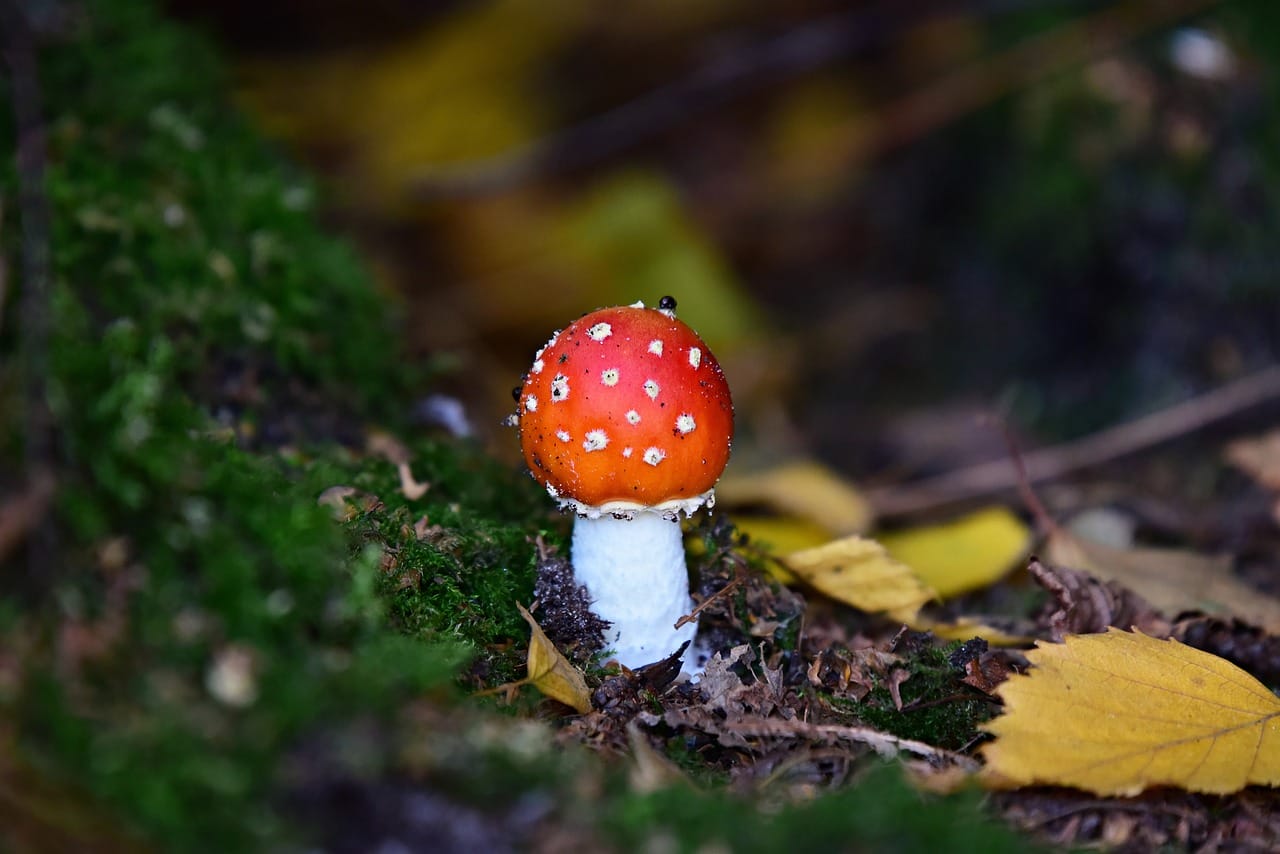 Could LSD Contribute to My Happiness? Perspectives from Experts