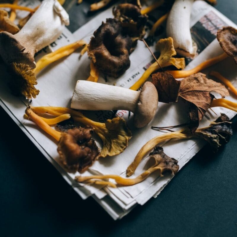 Mushroom chocolate at Zoomies Canada | Shroom Delivery Canada