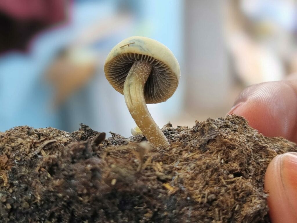 Athletes Opt for Psychedelics for Healing After Life-Changing Injuries Magic Mushroom Dispensary