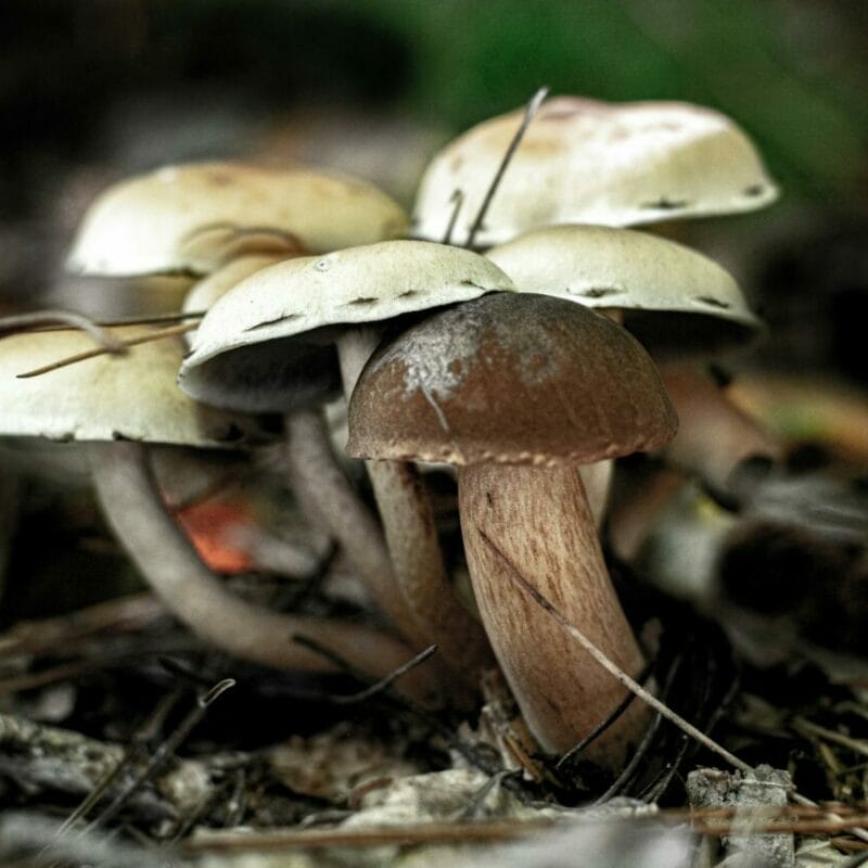 psilocybin mushroom | Shroom Delivery Canada