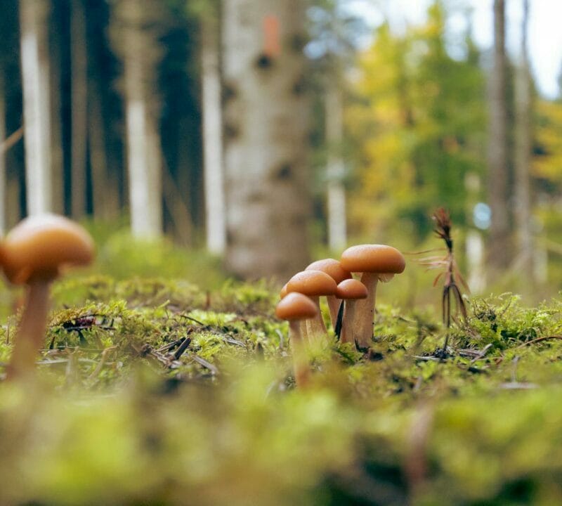 Magic Mushroom Dispensary | Shroom Delivery Canada
