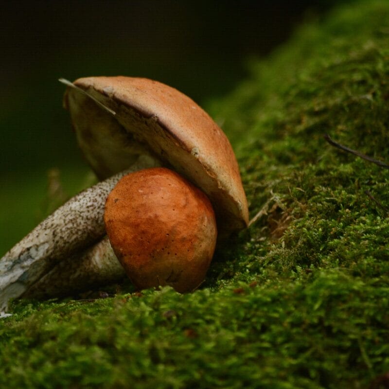 Mushroom Dispensary Vancouver | Shroom Delivery Canada