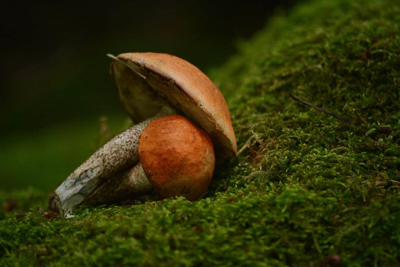 Vancouver’s Mushroom Dispensary: Five Fresh Shroom Strains You Must Experience