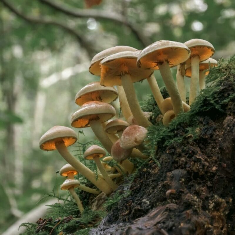 Shrooms online | Shroom Delivery Canada