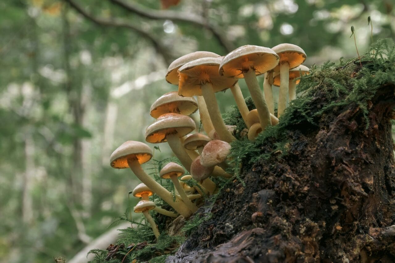 Magic Mushrooms’ Psilocybin Enhances Sexual Functioning and Satisfaction