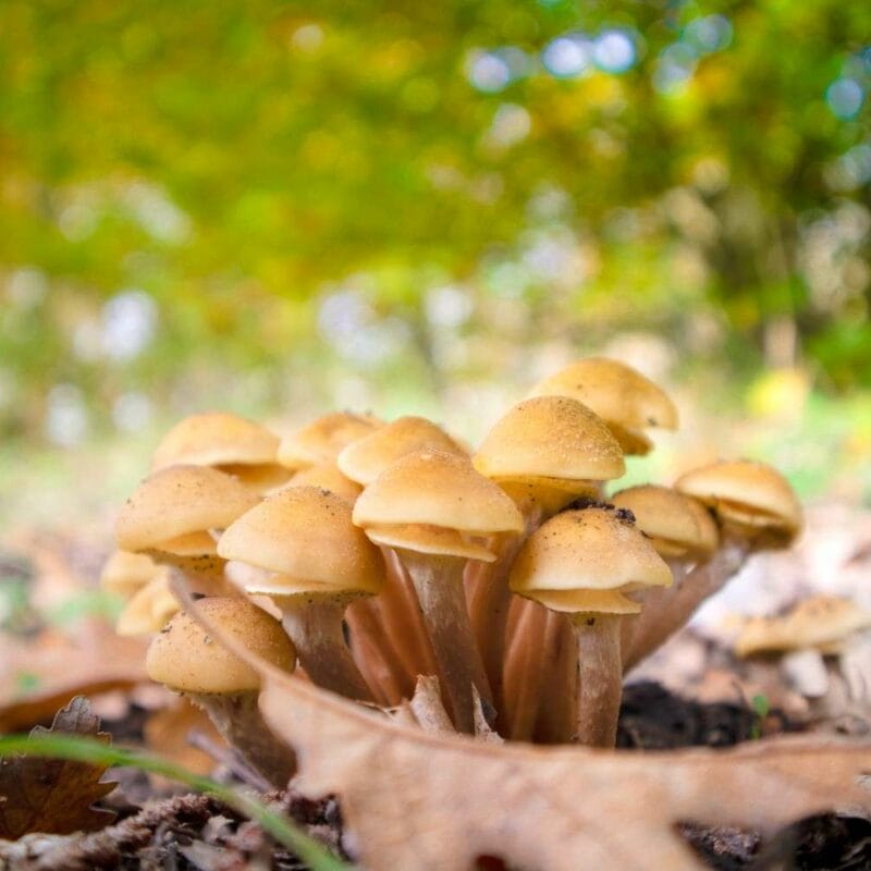 Shrooms Canada | Shroom Delivery Canada