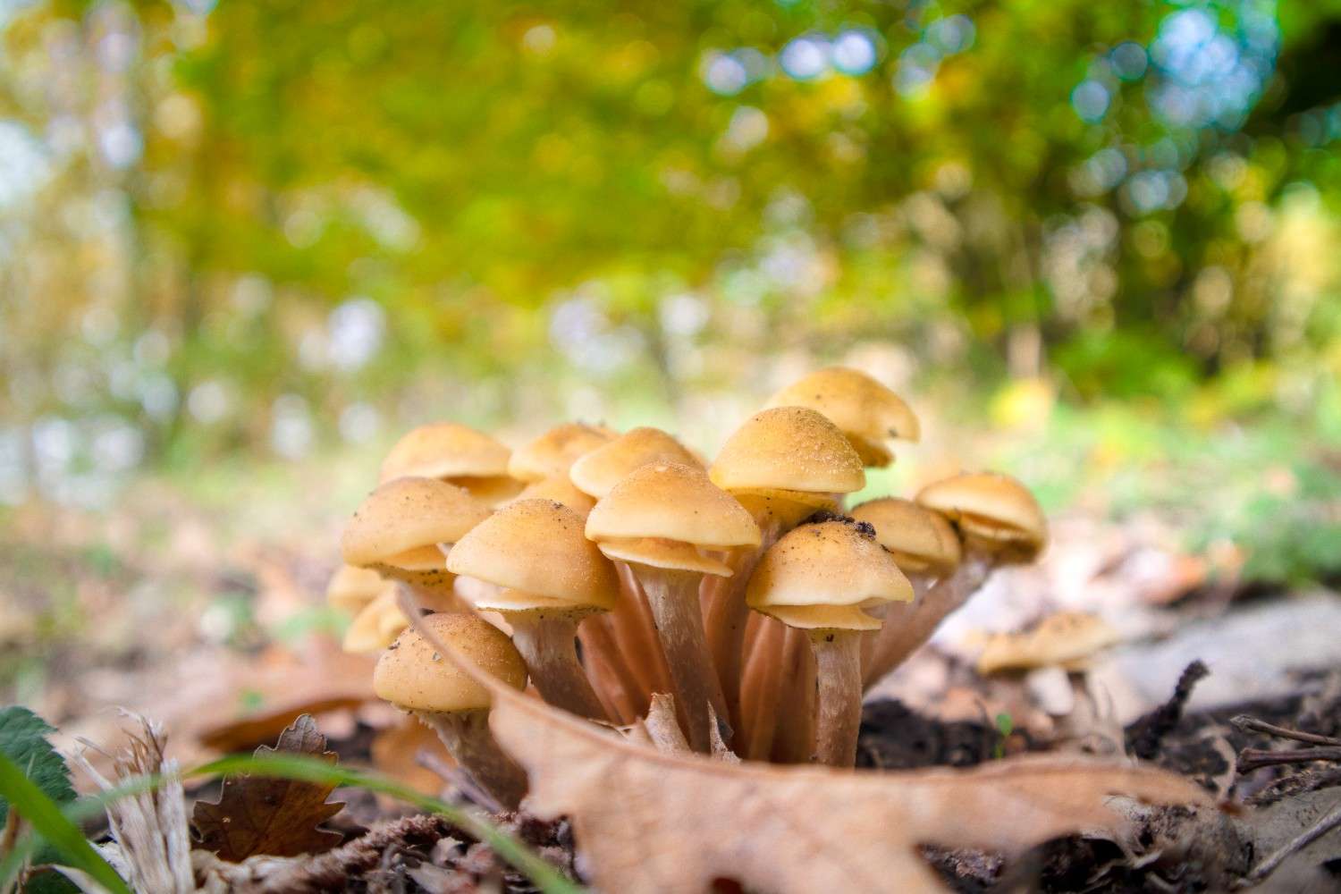 Psilocybin Mushrooms Expand Beyond Canada – The Worldwide Phenomenon of Microdosing