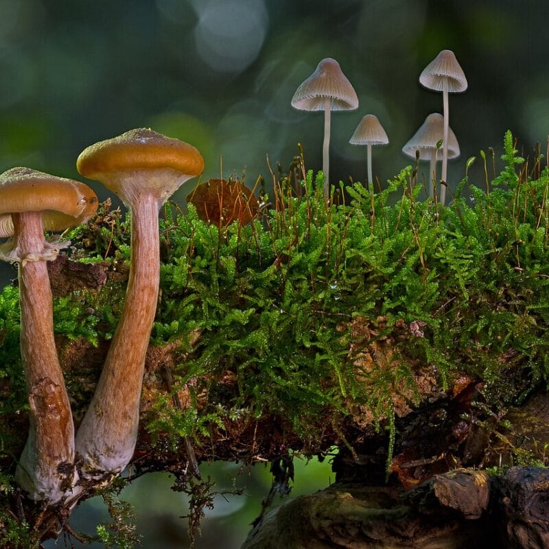 magic mushroom in Canada | Shroom Delivery Canada