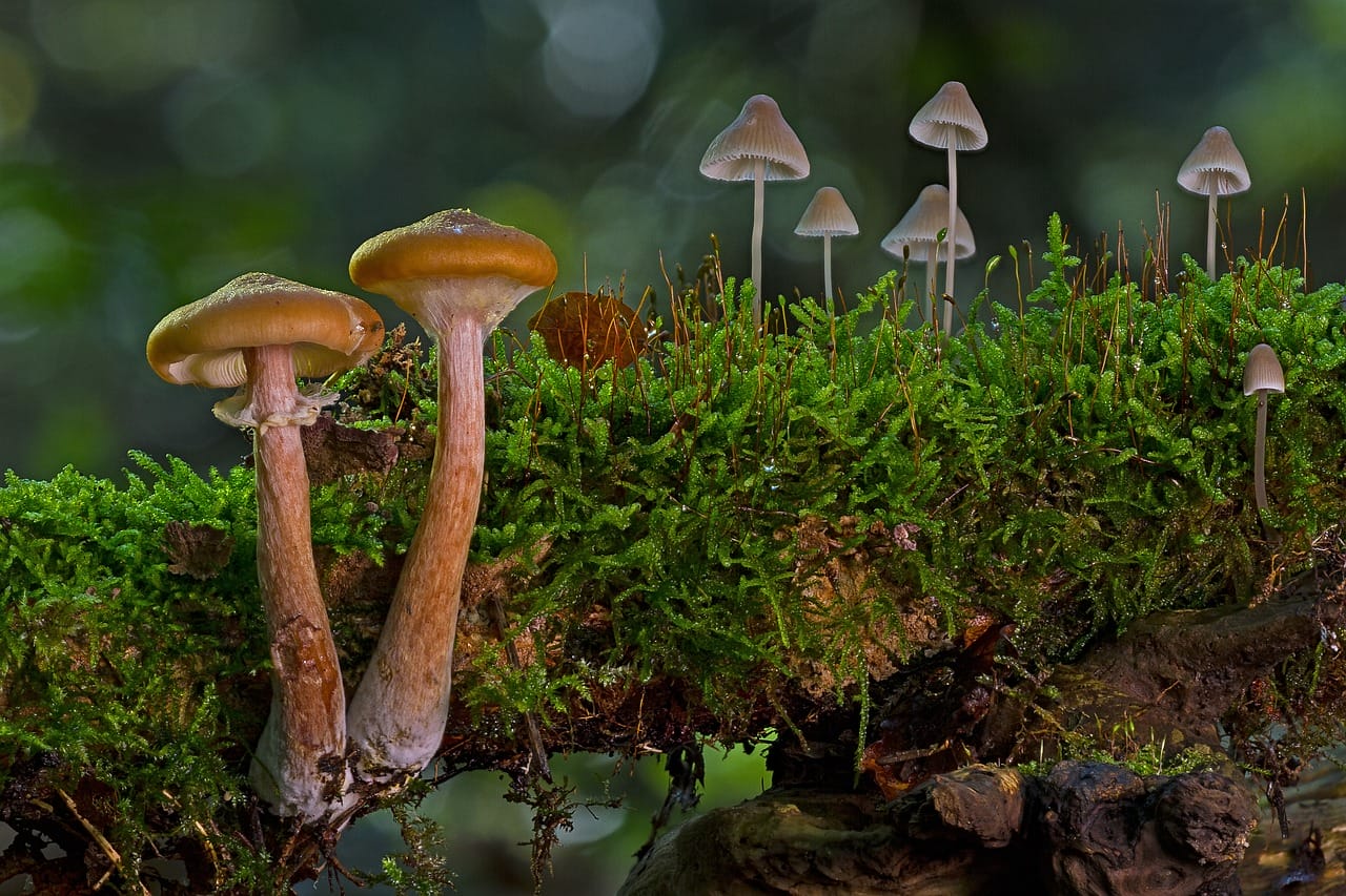 The Majority of Canadians, 80%, Advocate for the Use of Magic Mushrooms in Alleviating Existential Anxiety