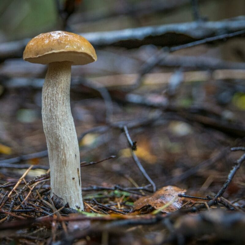 Shrooms online | Shroom Delivery Canada