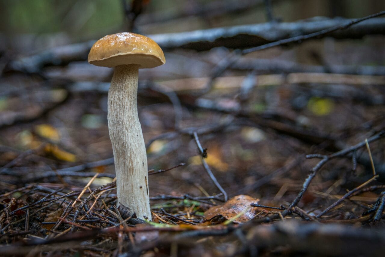 Recent Research on Psychedelic Mushrooms Indicates Prolonged Brain Changes Could Benefit Mental Health