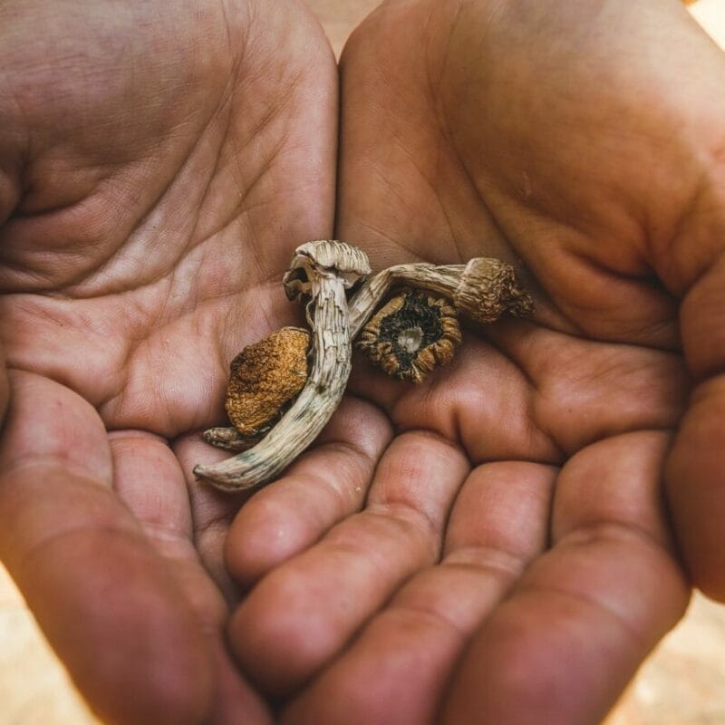 dried shrooms | Shroom Delivery Canada