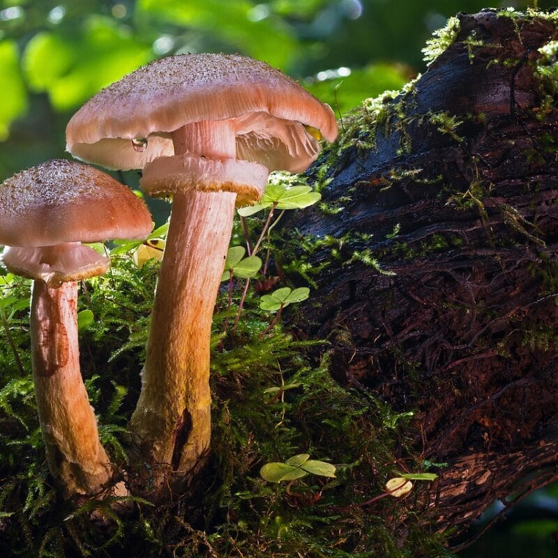 magic mushroom delivery | Shroom Delivery Canada