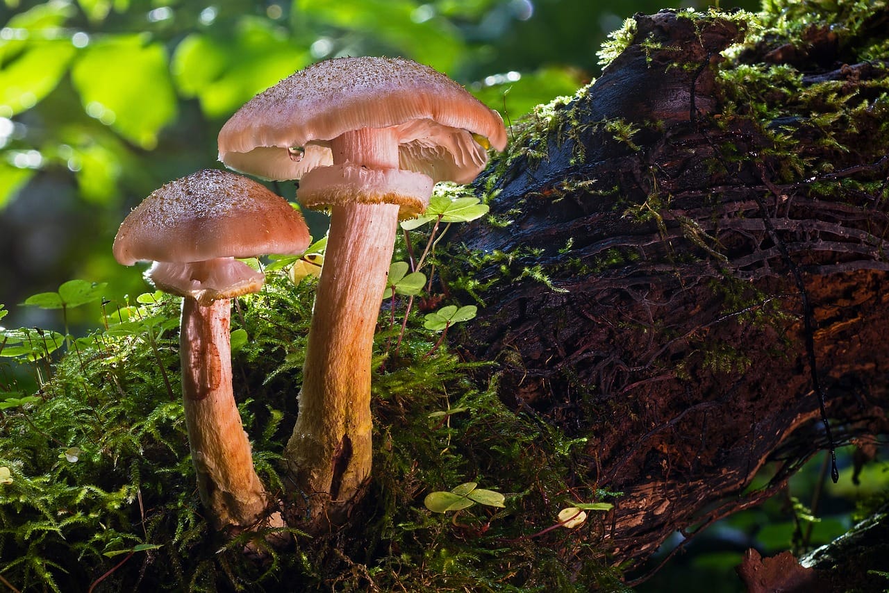 Magic Mushrooms and Psychedelics – Did They Facilitate Our Evolutionary Advancement as a Species?