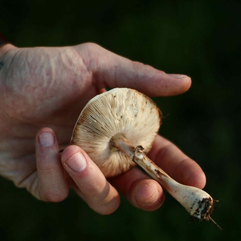 Shrooms | Shroom Delivery Canada