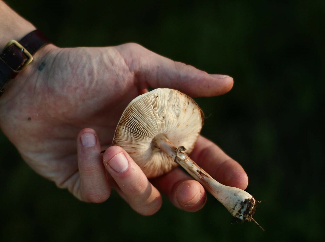 Unraveling the Pharmacokinetics of Magic Mushrooms