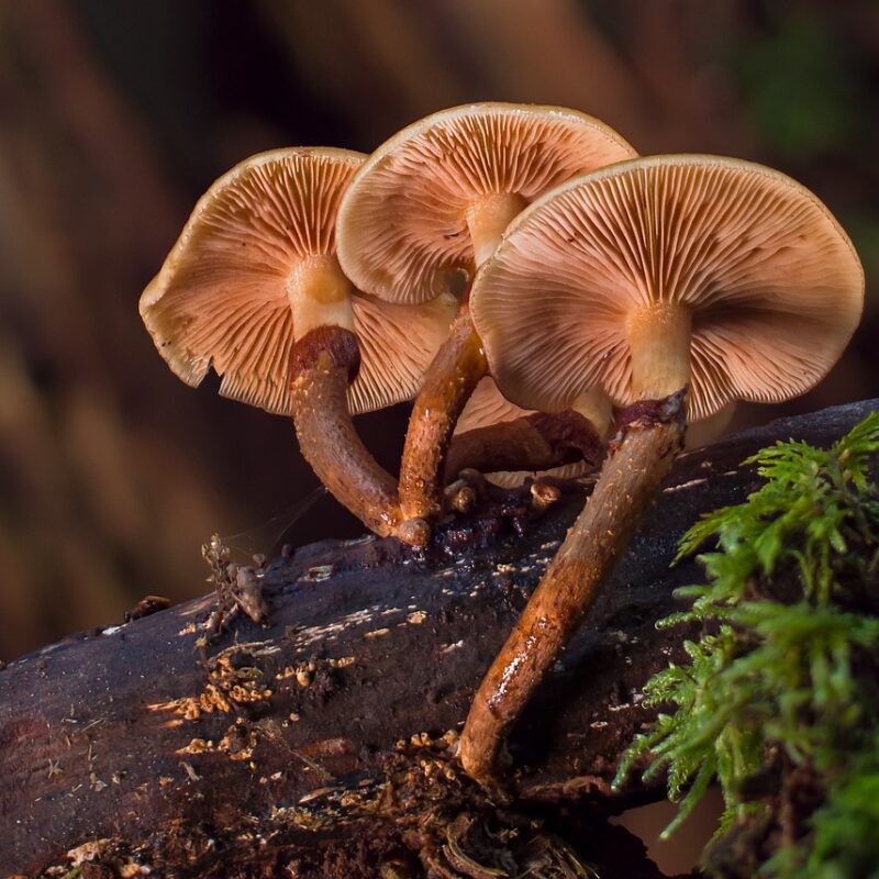 alacabenzi strain | Shroom Delivery Canada
