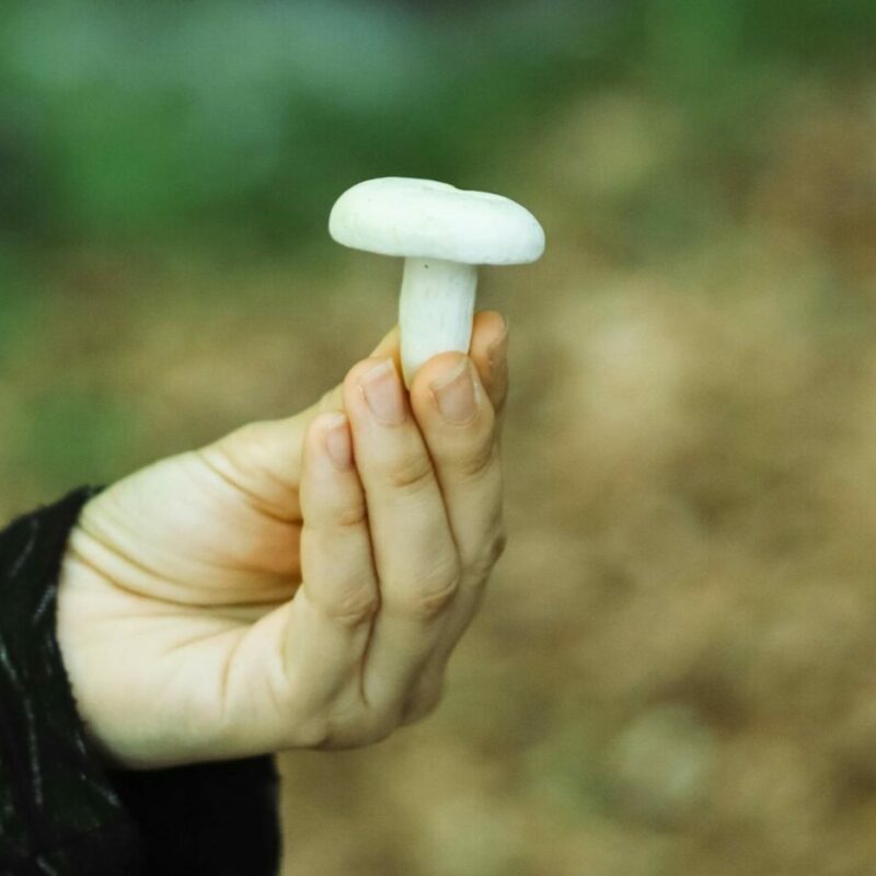 shrooms online in Canada | Shroom Delivery Canada
