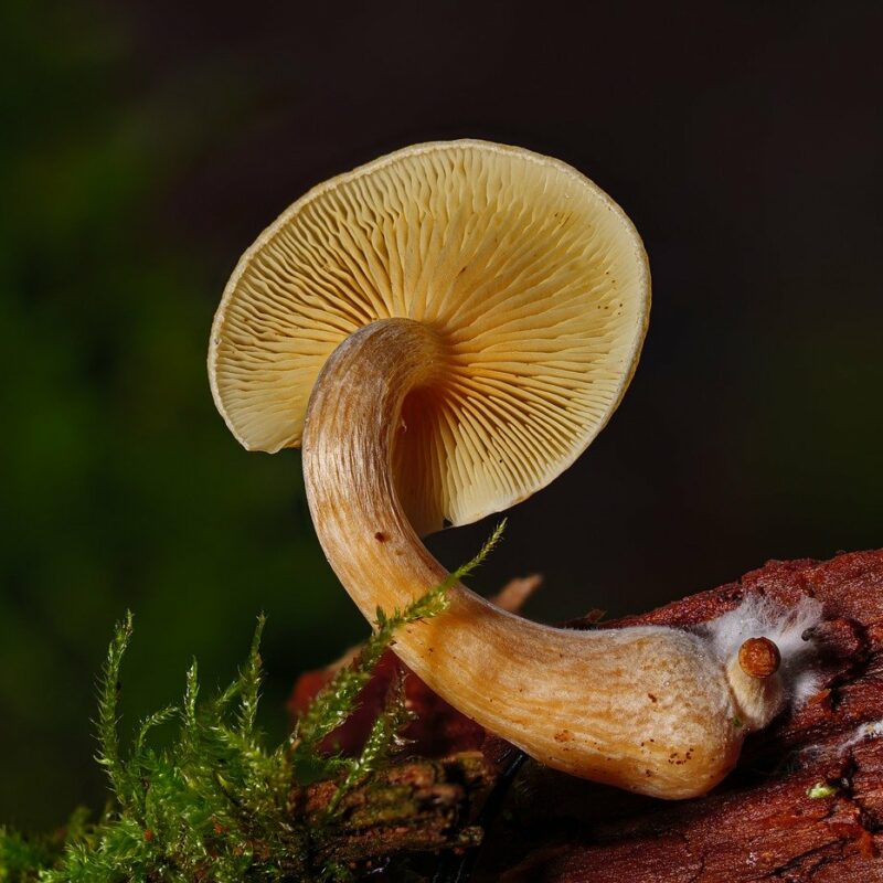 Alacabenzi Strain | Shroom Delivery Canada
