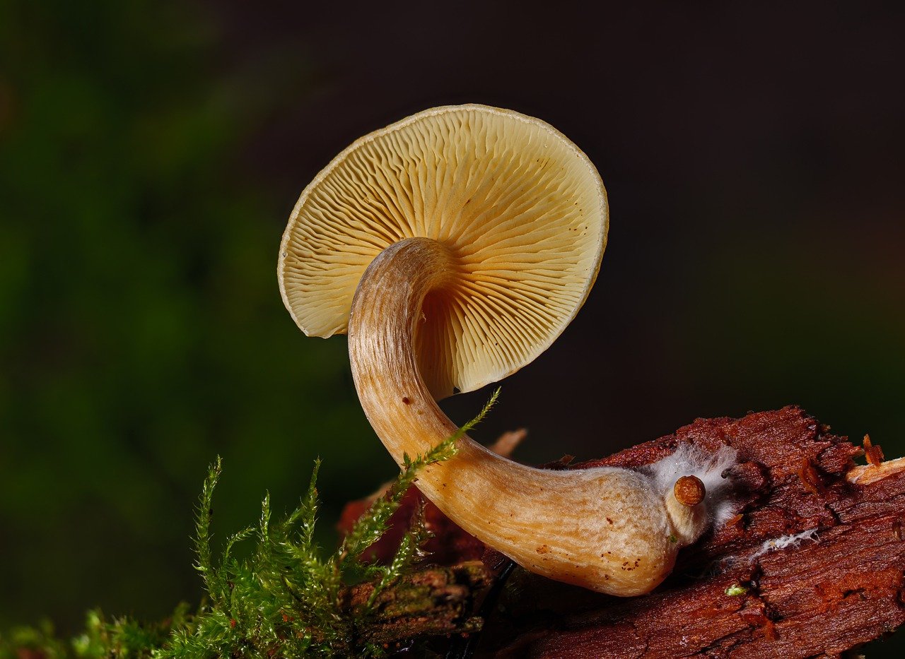 Understanding the Alacabenzi Strain – Essential Information for Users Prior to Their First Dosage
