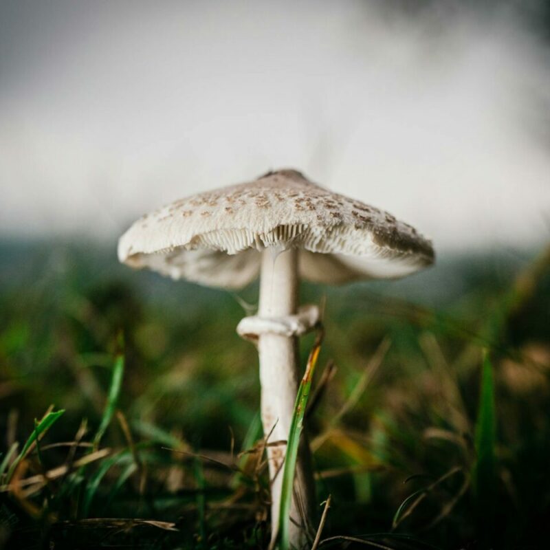 White Monster | Shroom Delivery Canada