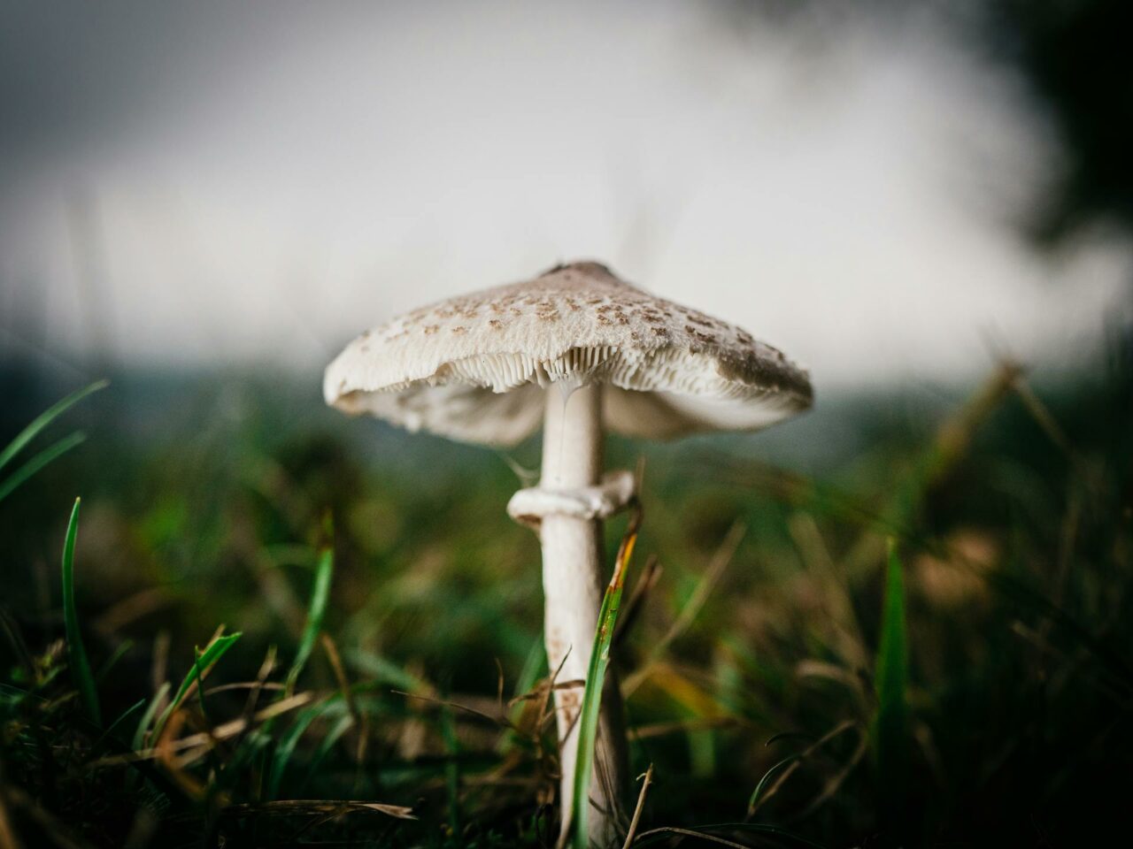 What Complements White Monster Magic Mushrooms for a Heightened Experience?