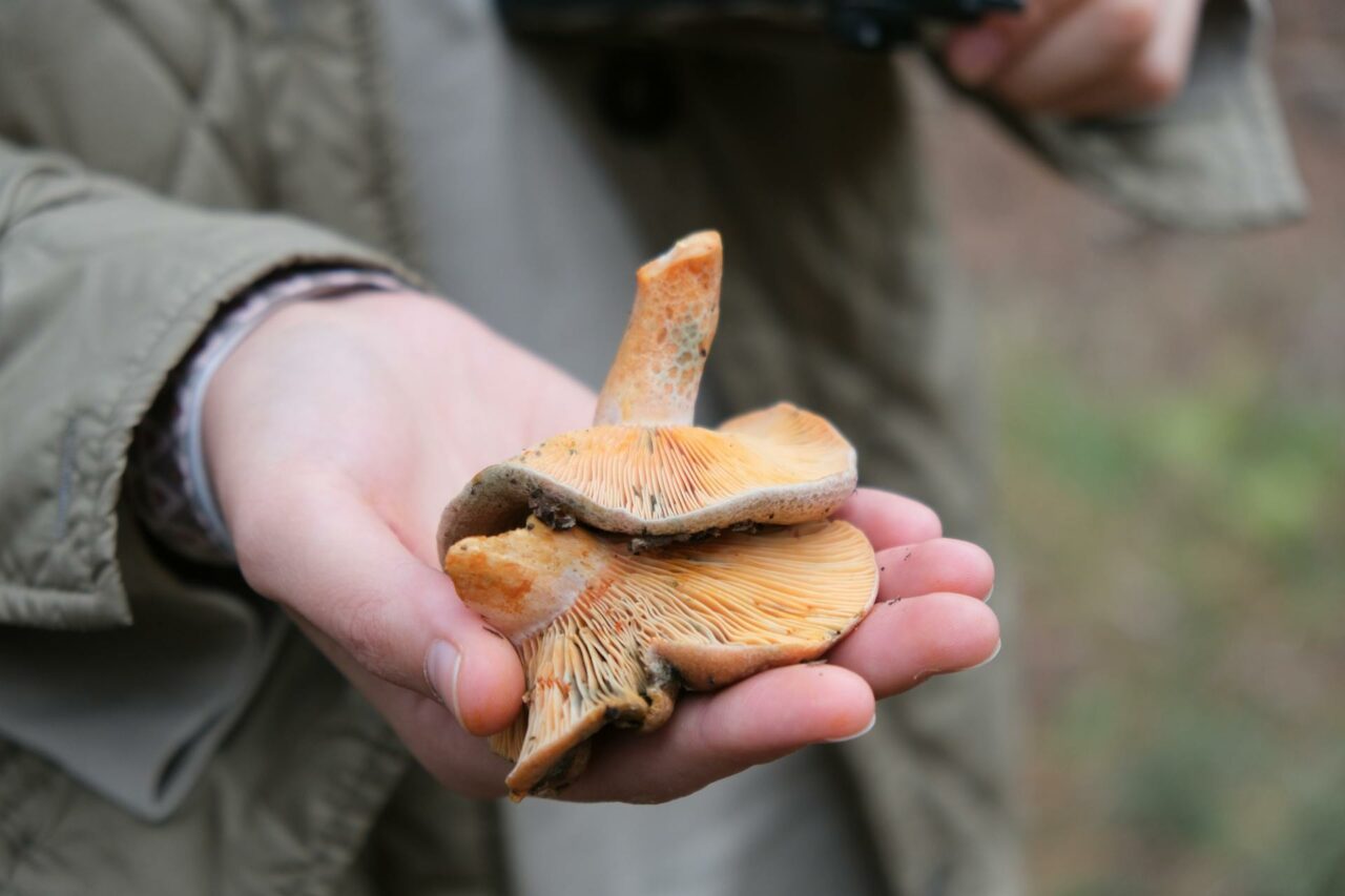 The Reason Apex Strain Mushroom Will Always Have a Place in My Self-Care Routine