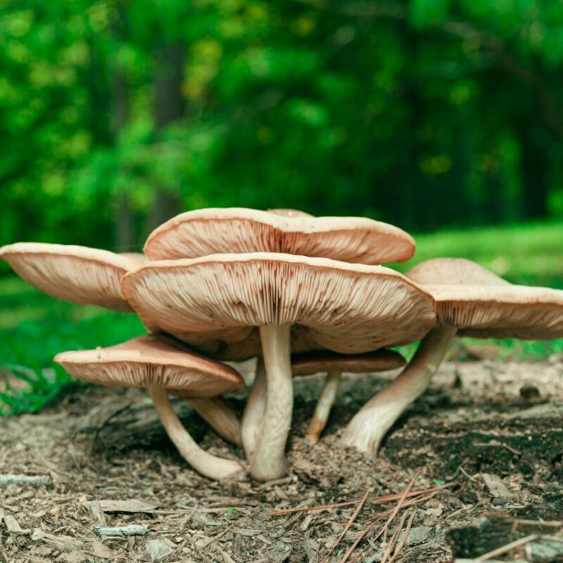 Big Daddy Mushroom | Shroom Delivery Canada