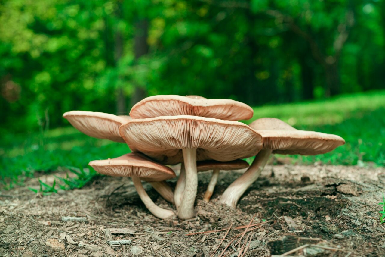 Experienced the Big Daddy Mushroom during a Hike—It was a 10/10 Experience I’d Definitely Repeat