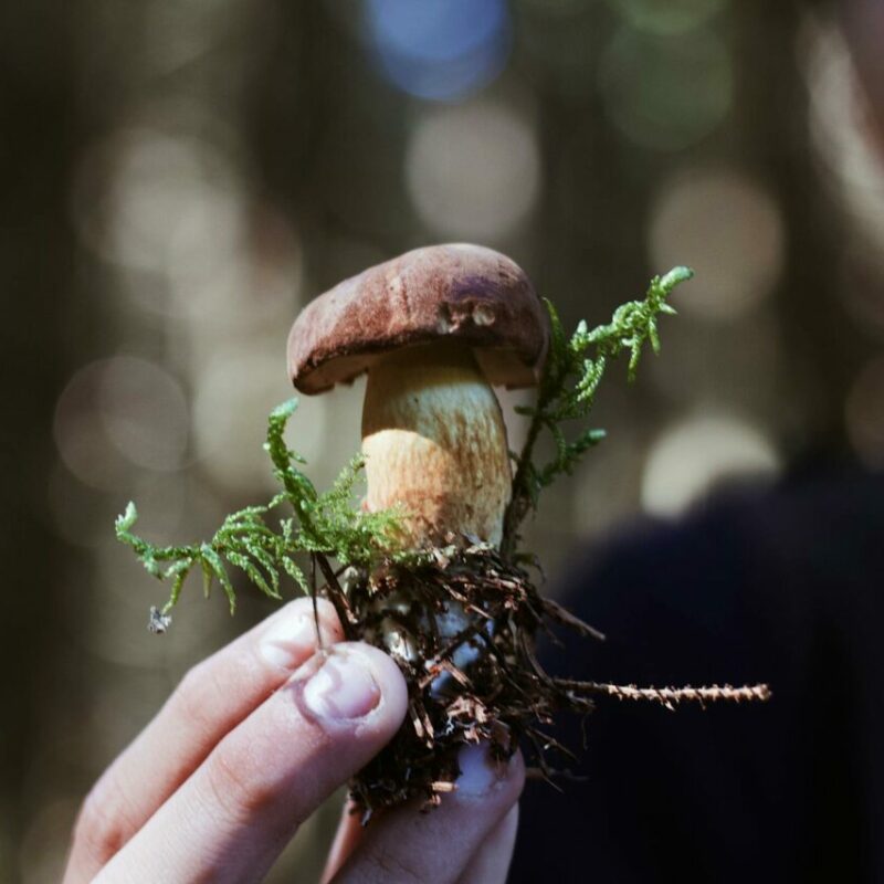 Buy Shrooms | Shroom Delivery Canada