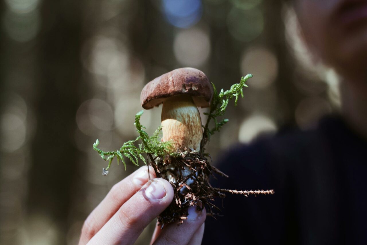 Purchase Magic Mushrooms Online? A Retiree Regrets Not Using Psilocybin 45 Years Earlier