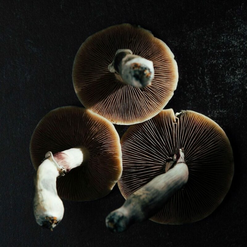 Magic Mushroom Canada | Shroom Delivery Canada