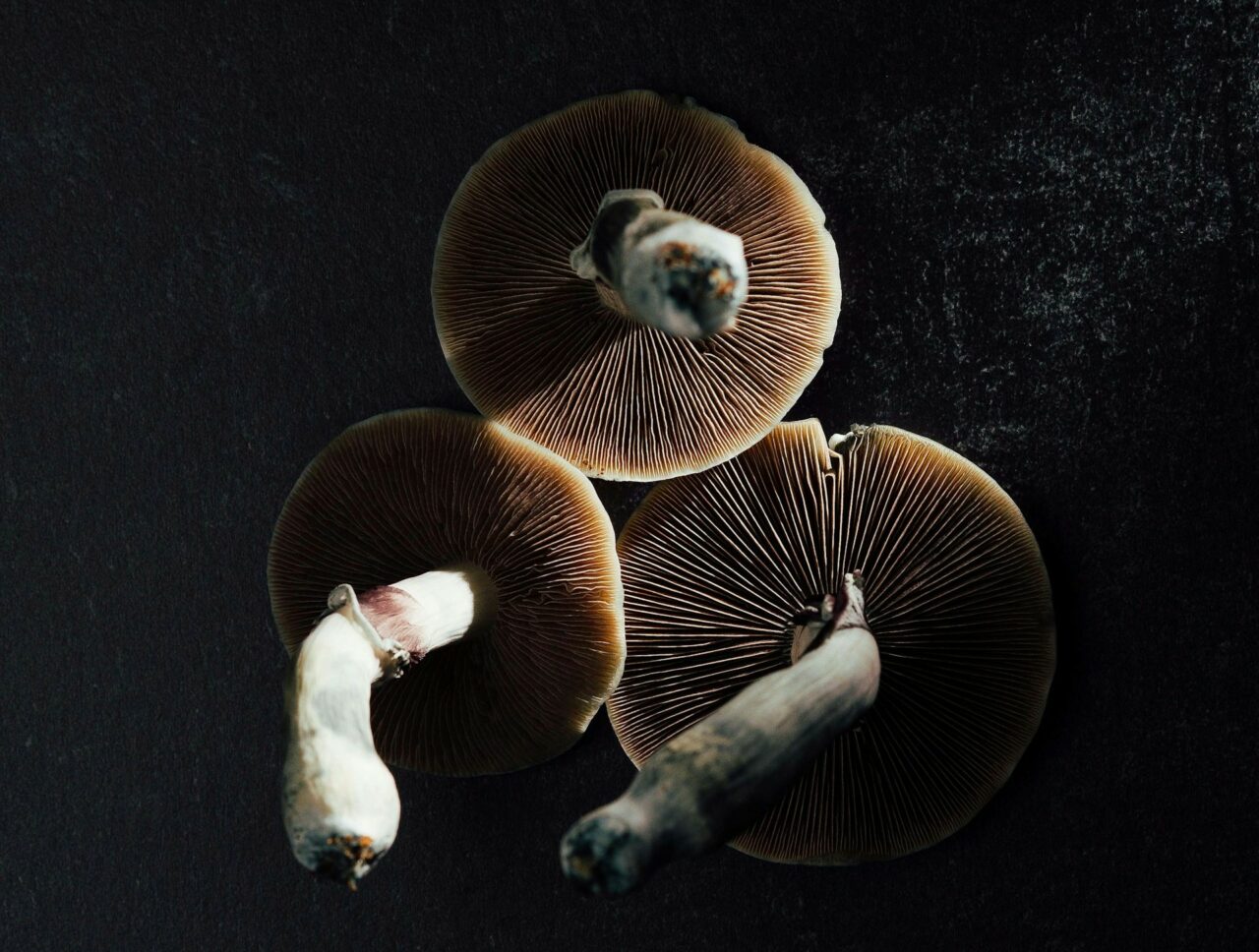 Magic Mushroom Canada – Specialists Discuss Why Naturally Occurring Psilocybin Has a Stronger Impact Than Its Laboratory-Produced Counterpart