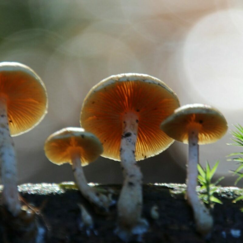 Magic Mushroom Delivery | Shroom Delivery Canada