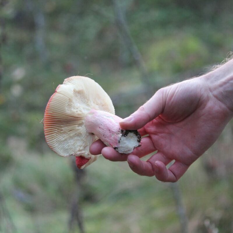 Magic Mushroom Delivery | Shroom Delivery Canada