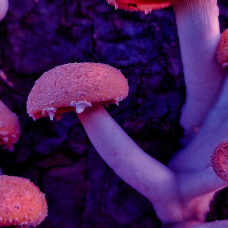 Mushroom Dispensary | Shroom Delivery Canada