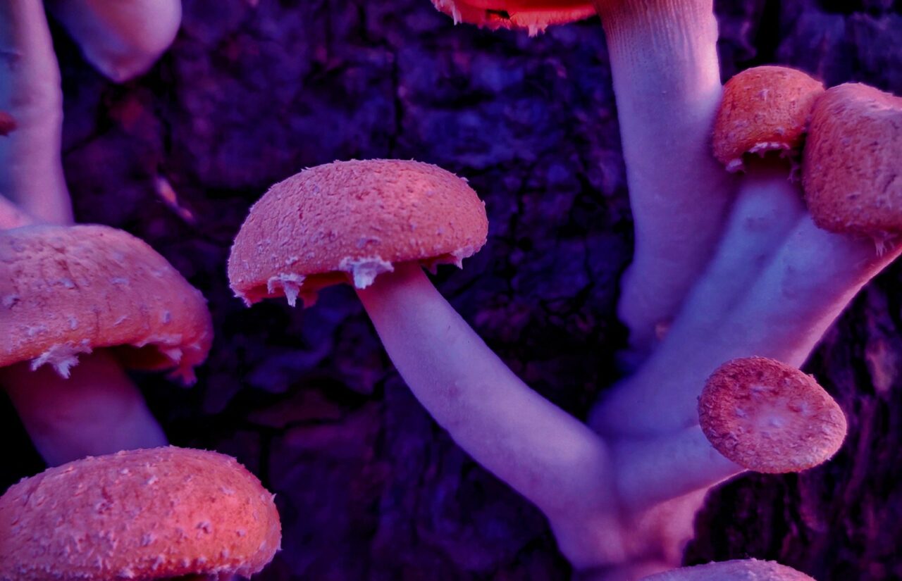 How a Mushroom Dispensary’s Psilocybin Could Recalibrate Minds Burdened by Shame Associated with HIV