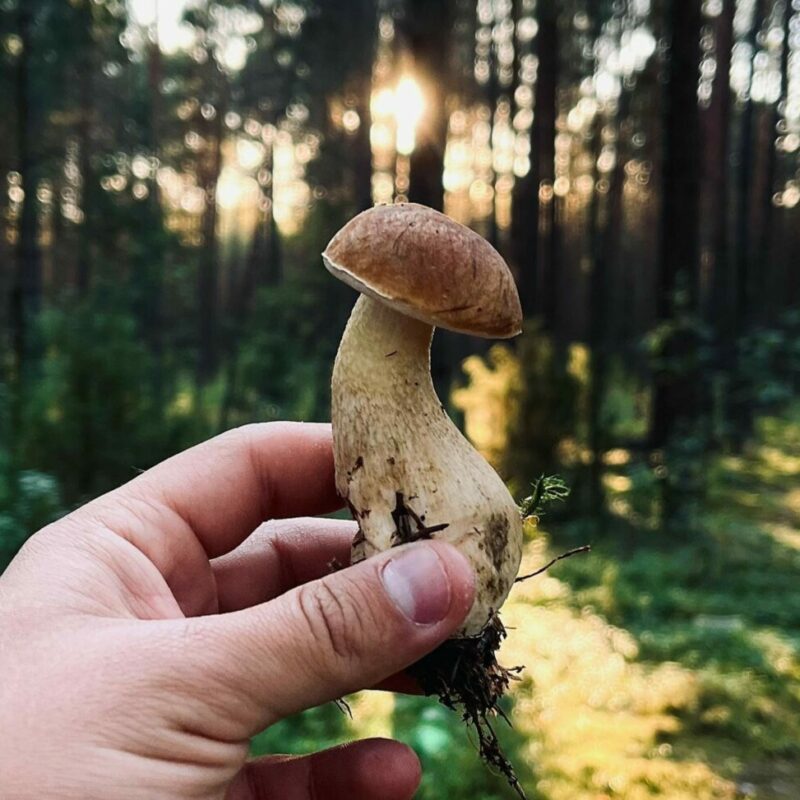 Shrooms Delivery Canada | Shroom Delivery Canada