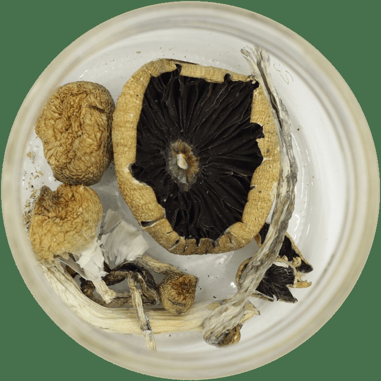  | Shroom Delivery Canada