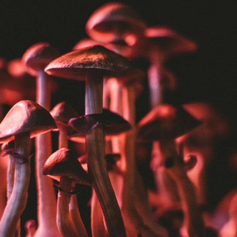  | Shroom Delivery Canada