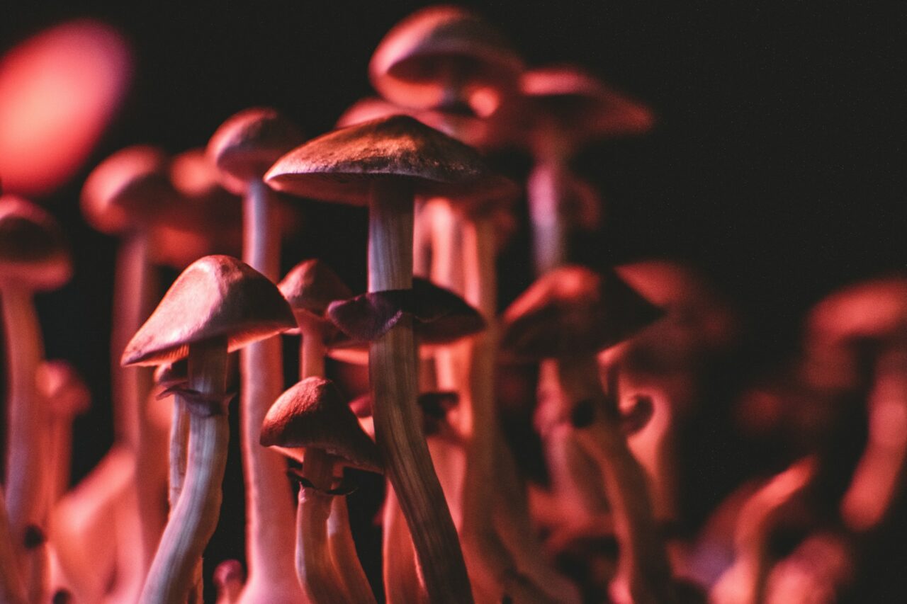 How I Successfully Purchased Psychedelics Online (Without Falling for Scams)